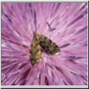 Anthophila fabriciana-Choreutidae sp - Spreizfluegelfalter 02a.jpg